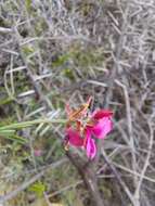 Image of Indigofera complicata Eckl. & Zeyh.