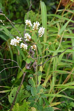 Sivun Lespedeza tomentosa (Thunb.) Maxim. kuva