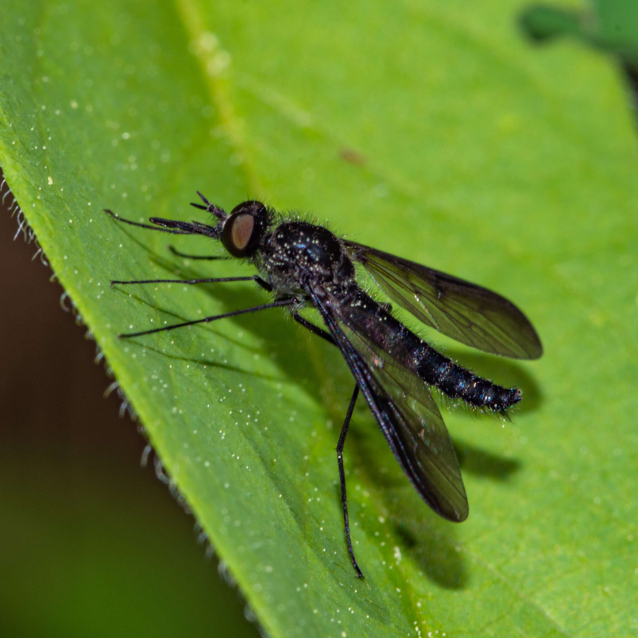 Image of Thevenetimyia funestus (Osten Sacken 1877)