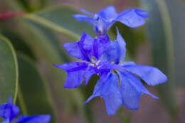 Image of Blue Lechenaultia