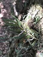 Image de Angraecum cultriforme Summerh.