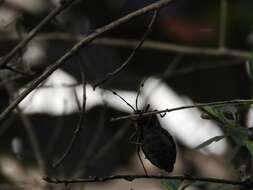 Pachylis laticornis (Fabricius 1798)的图像