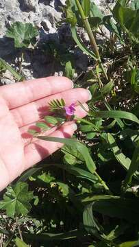 Image of Vicia sativa subsp. cordata (Hoppe) Asch. & Graebn.