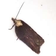 Image of Acleris hastiana Linnaeus 1758