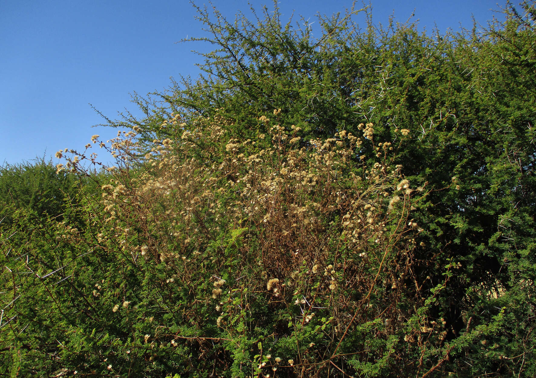 Plancia ëd Anisopappus schinzii (O. Hoffm.) Bengtson, M. Englund, Pruski & Anderb.