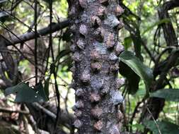 Imagem de Zanthoxylum brachyacanthum F. Müll.