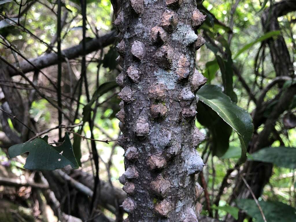 Image of Zanthoxylum brachyacanthum F. Müll.