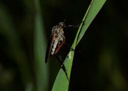 Image of Empis pulchripes Loew 1869