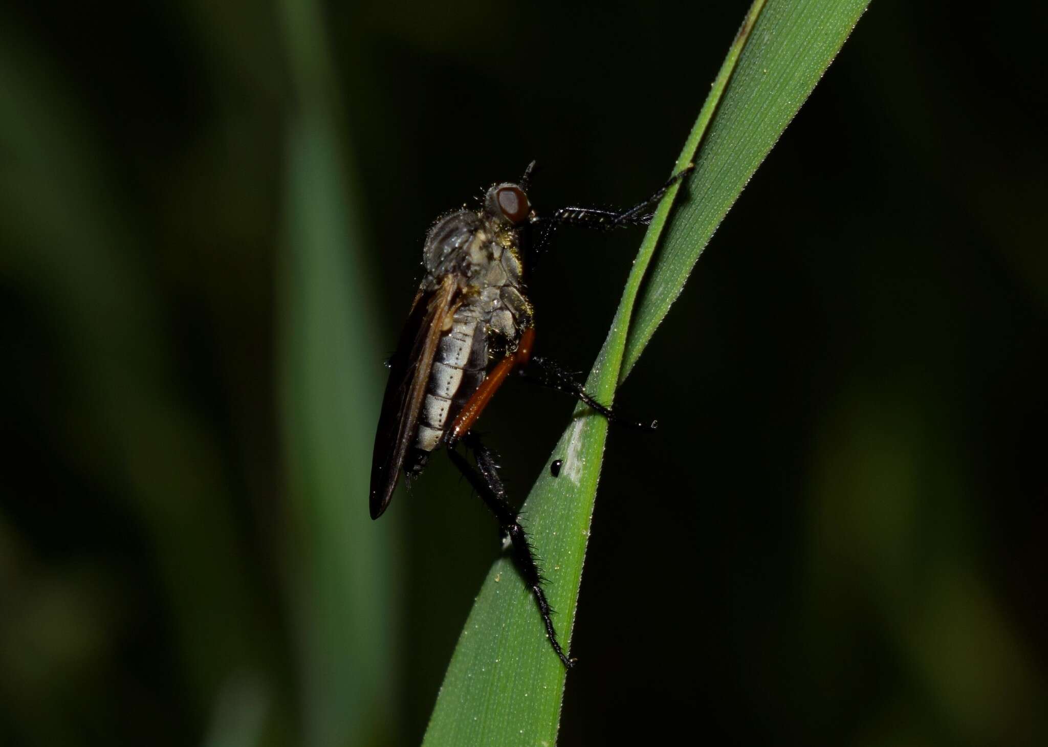 Image of Empis pulchripes Loew 1869