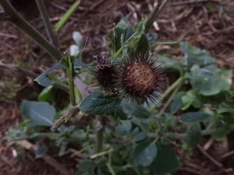 Image of Arctium minus subsp. minus