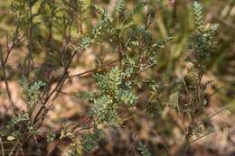 Image of Indigofera adesmiifolia A. Gray