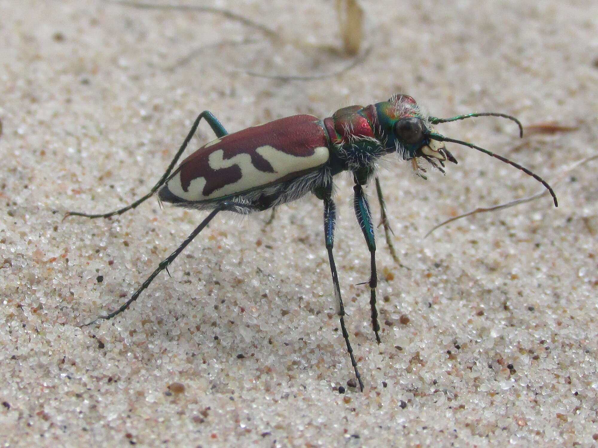 Image of Cicindela (Cicindela) lengi lengi W. Horn 1908