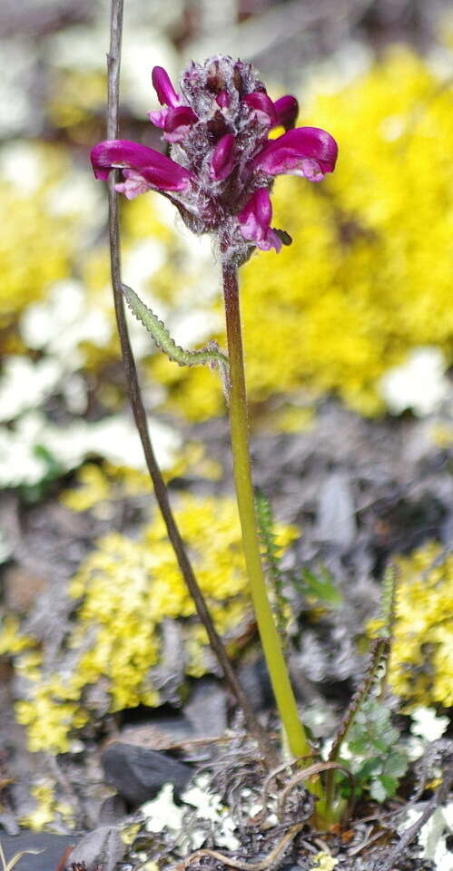 Image of Purple-Rattle