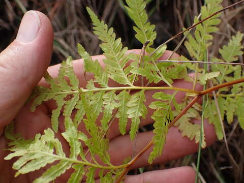 Imagem de Pteris dentata Forsk.