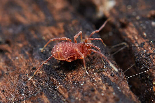 Sivun Sitalcina californica (Banks 1893) kuva