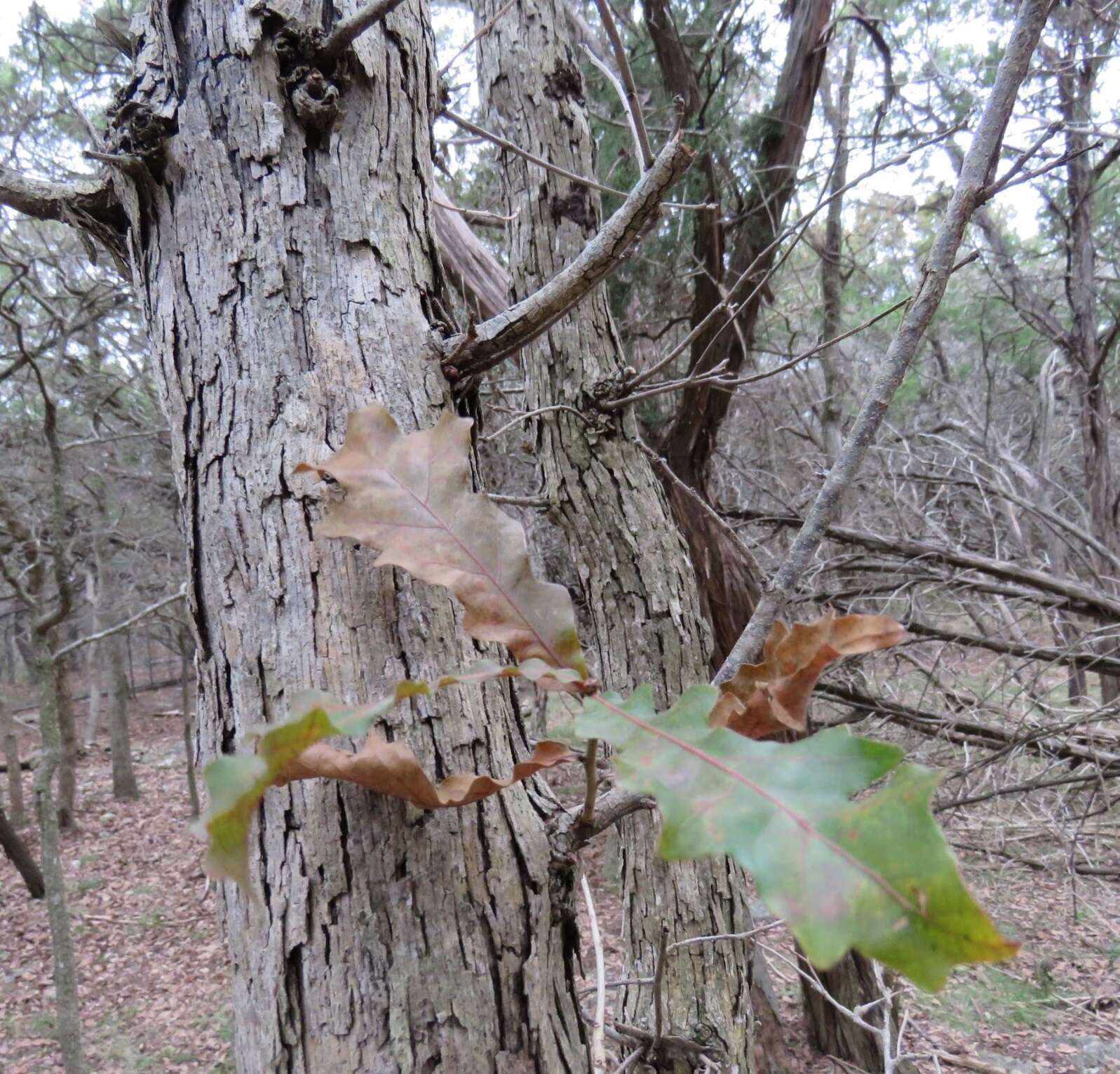 Sivun Quercus sinuata var. breviloba (Torr.) C. H. Mull. kuva