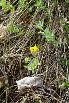 Image of Lotus borbasii Ujhelyi