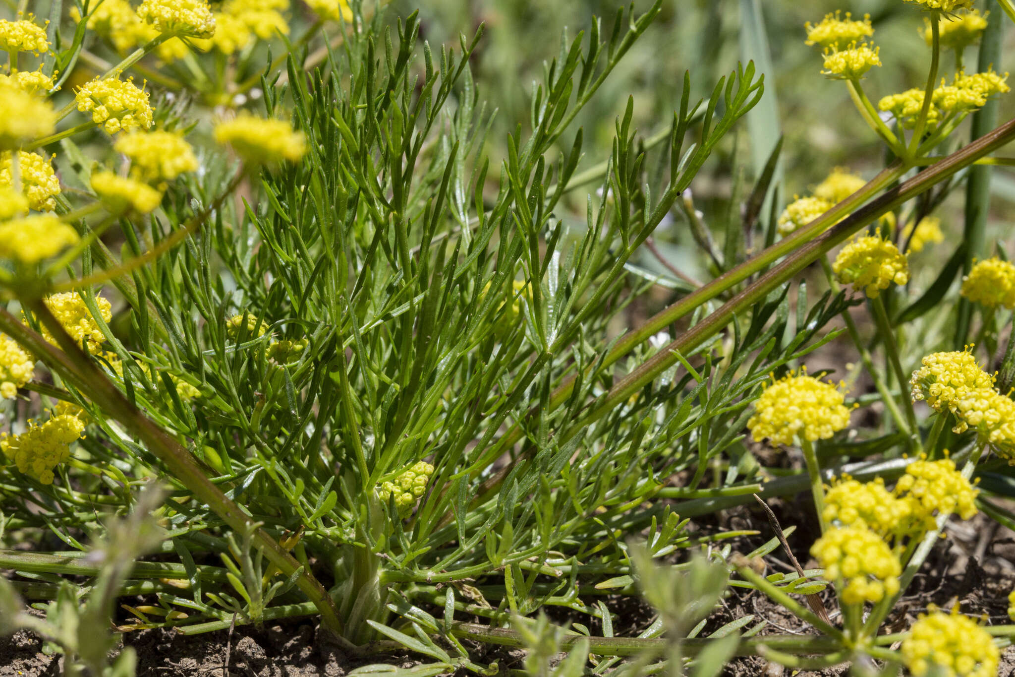 Imagem de Lomatium bicolor (S. Wats.) Coult. & Rose