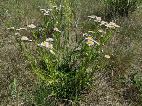 Image of streamside fleabane