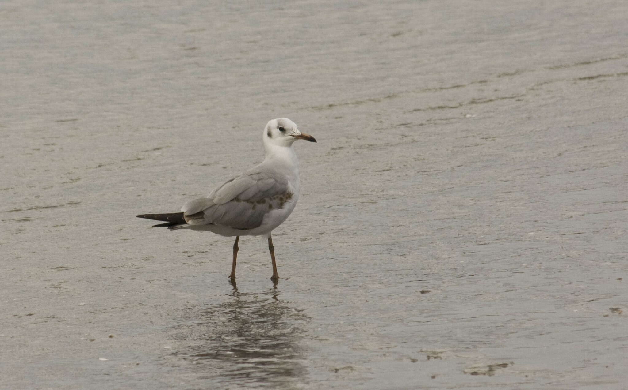 Image de Mouette de Patagonie