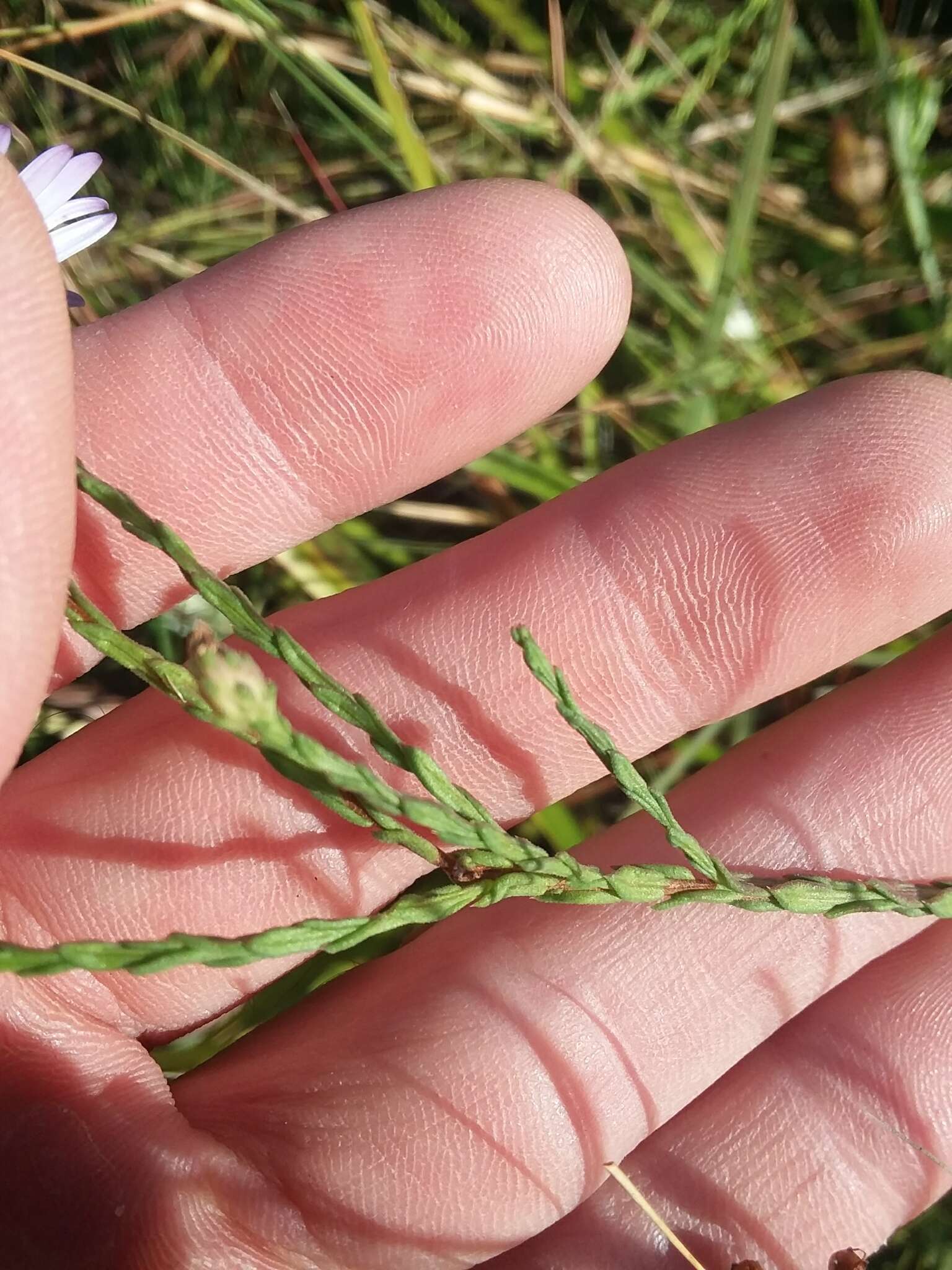 Image of scaleleaf aster