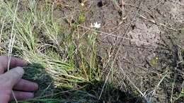 Imagem de Ornithogalum graminifolium Thunb.