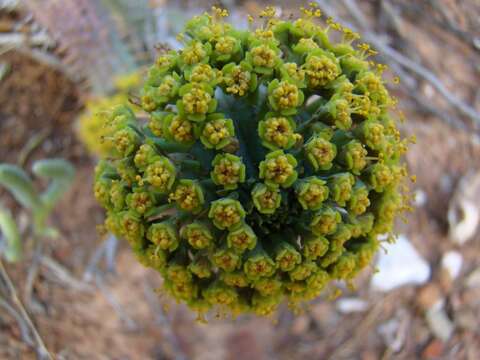 Слика од Euphorbia nesemannii R. A. Dyer