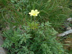 صورة Pulsatilla alpina subsp. apiifolia (Scop.) Nyman