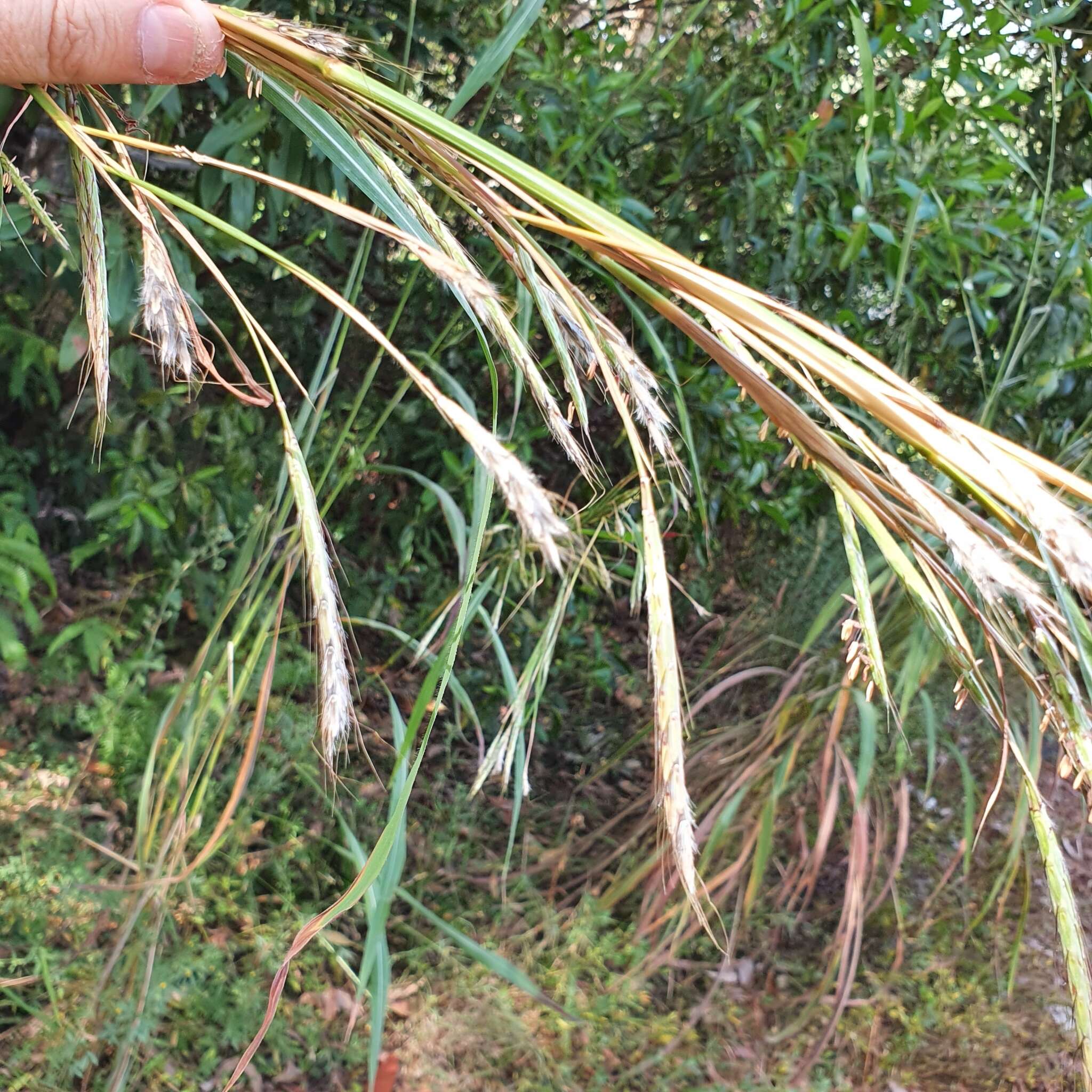 Image of bluestem