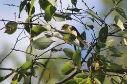 Image of Black-throated Green Warbler