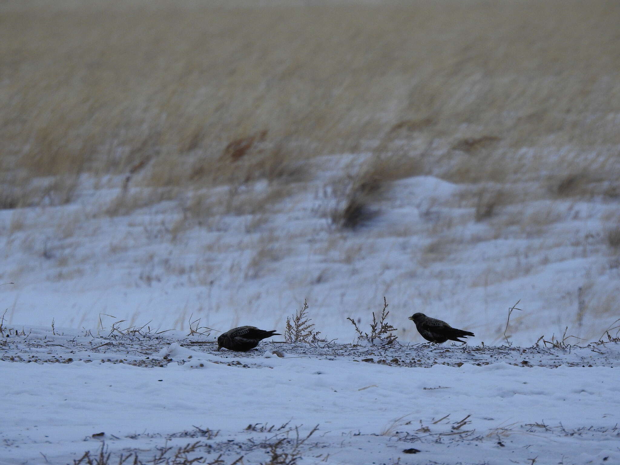 Image of Black Lark