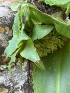 Imagem de Eucomis montana Compton