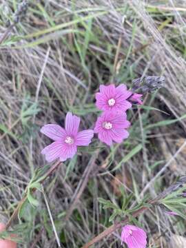 Image of dwarf checkerbloom