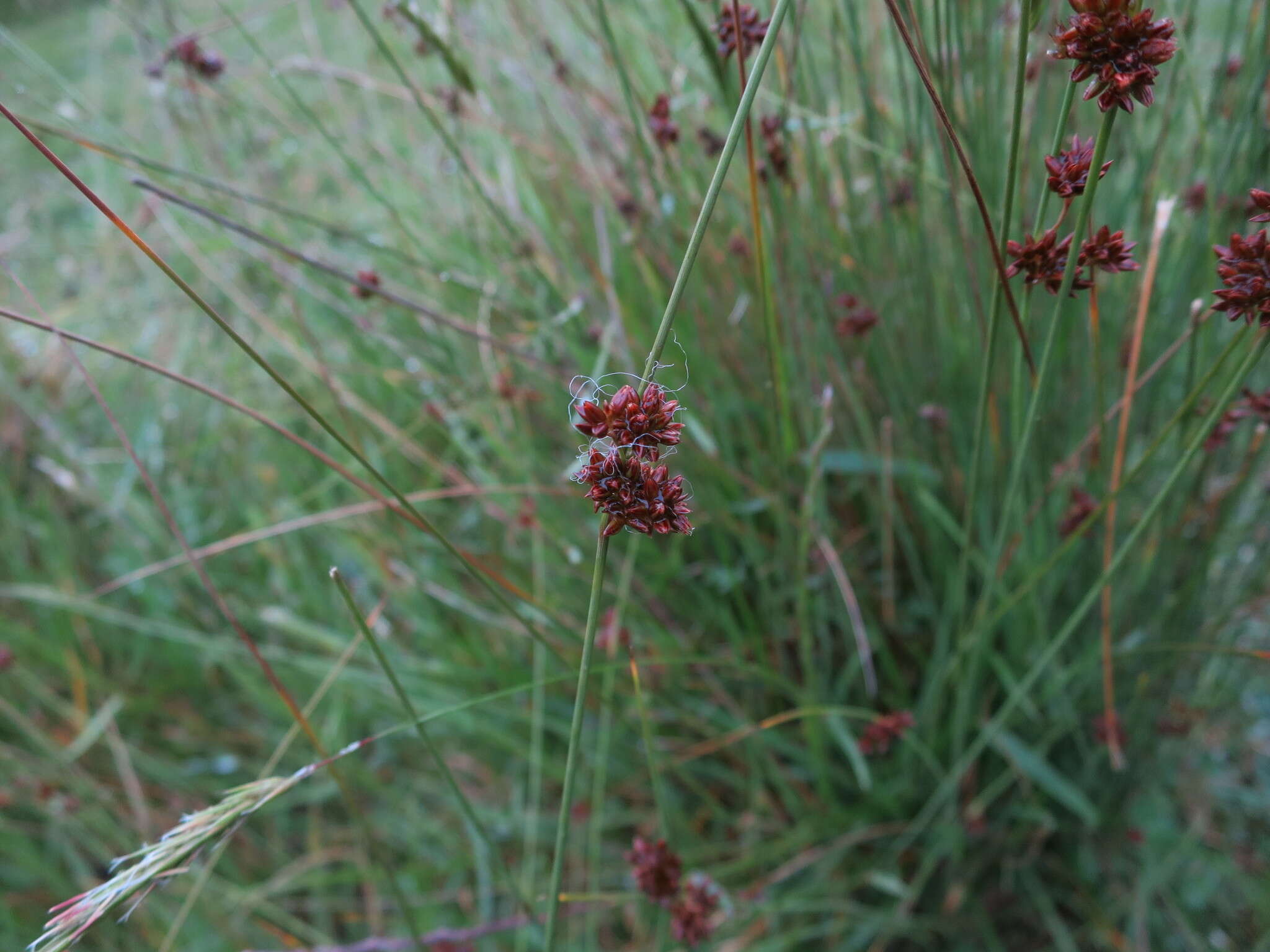 Imagem de Juncus filicaulis Buch. ex Maiden & Betche