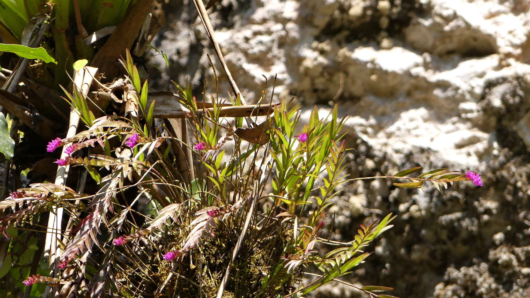 Plancia ëd Isochilus alatus Schltr.