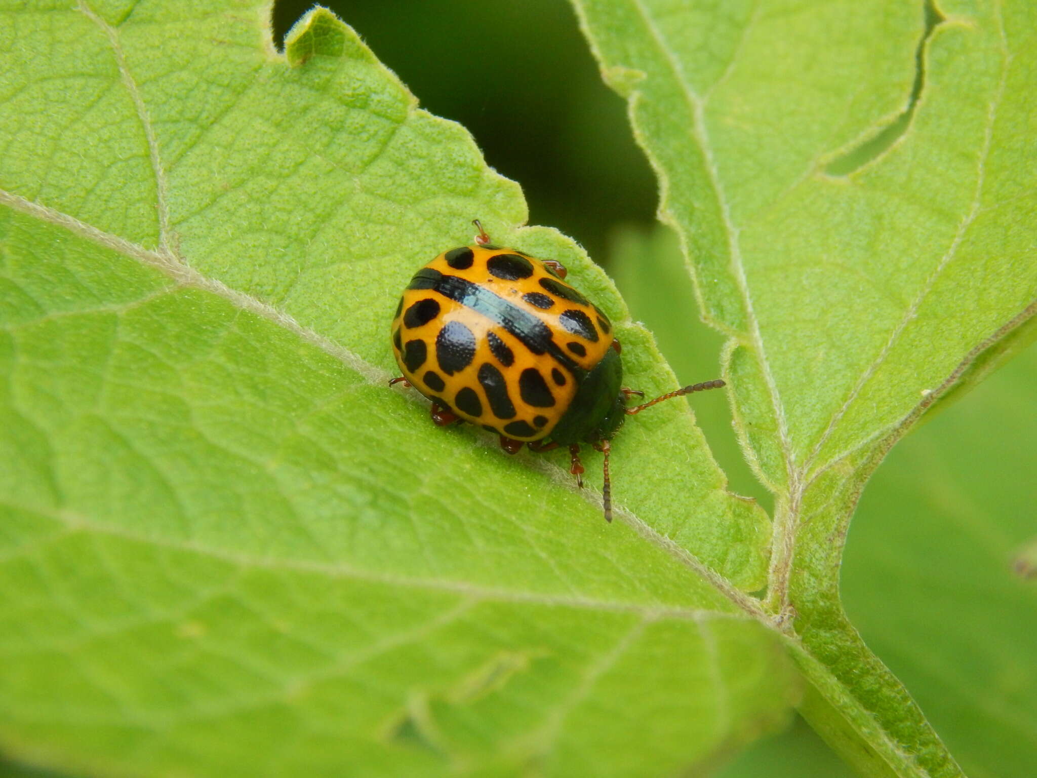 Calligrapha polyspila (Germar 1821)的圖片