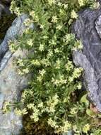 Imagem de Galium megalospermum All.