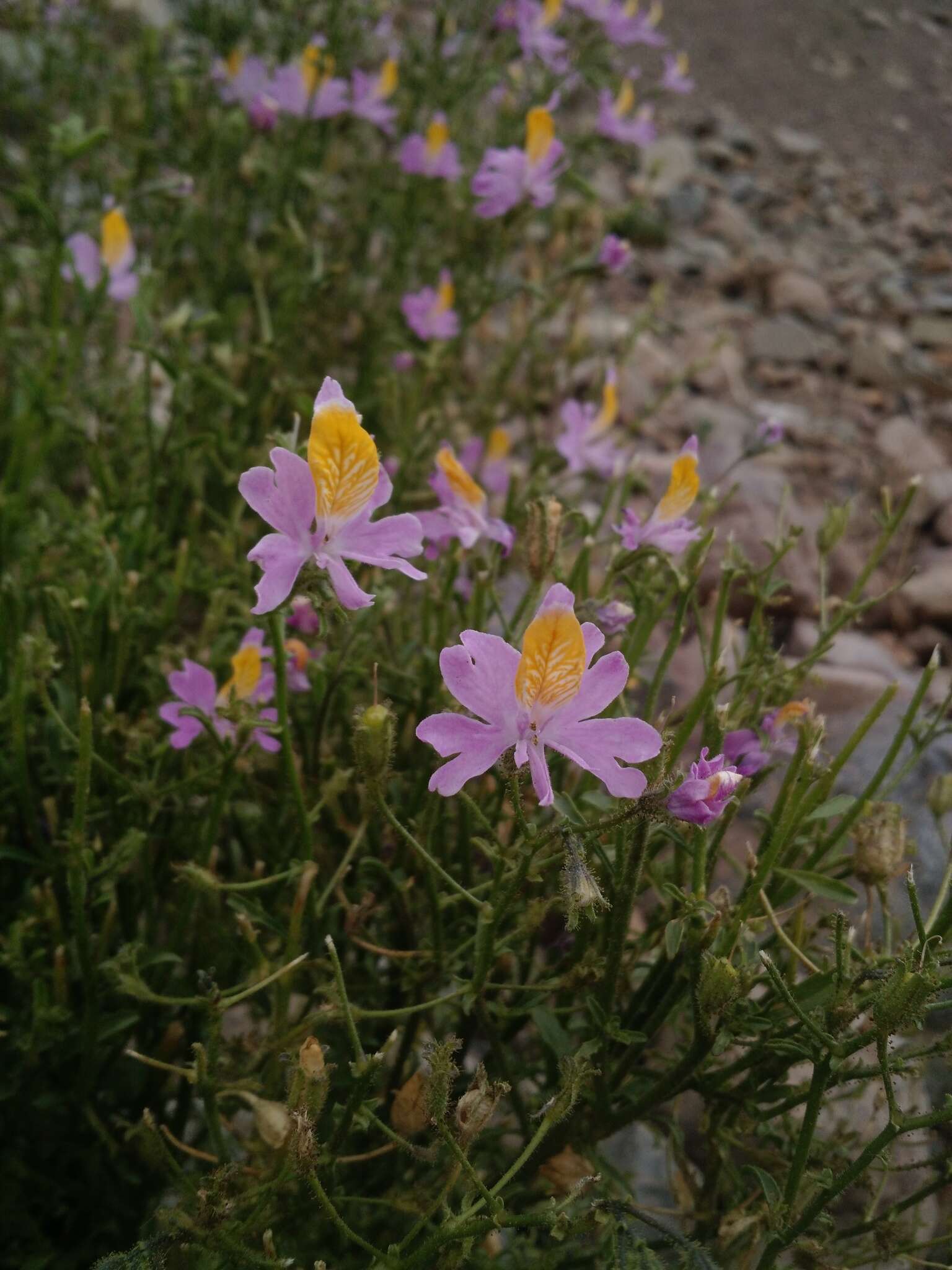 Imagem de Schizanthus grahamii Gill.