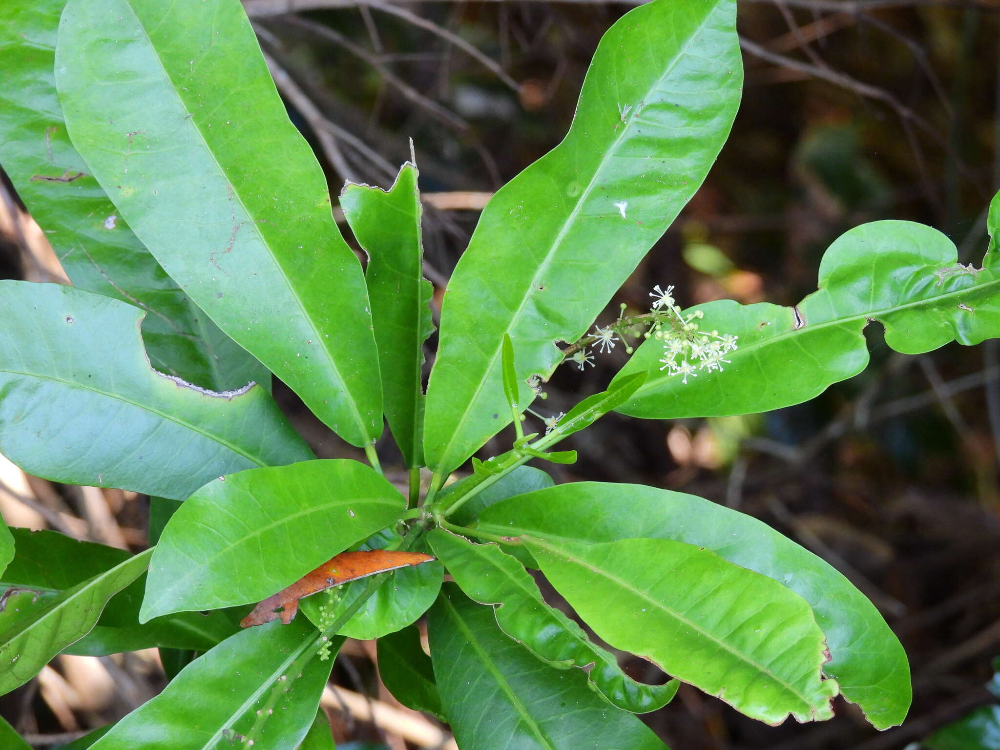 Image of Codiaeum variegatum var. variegatum