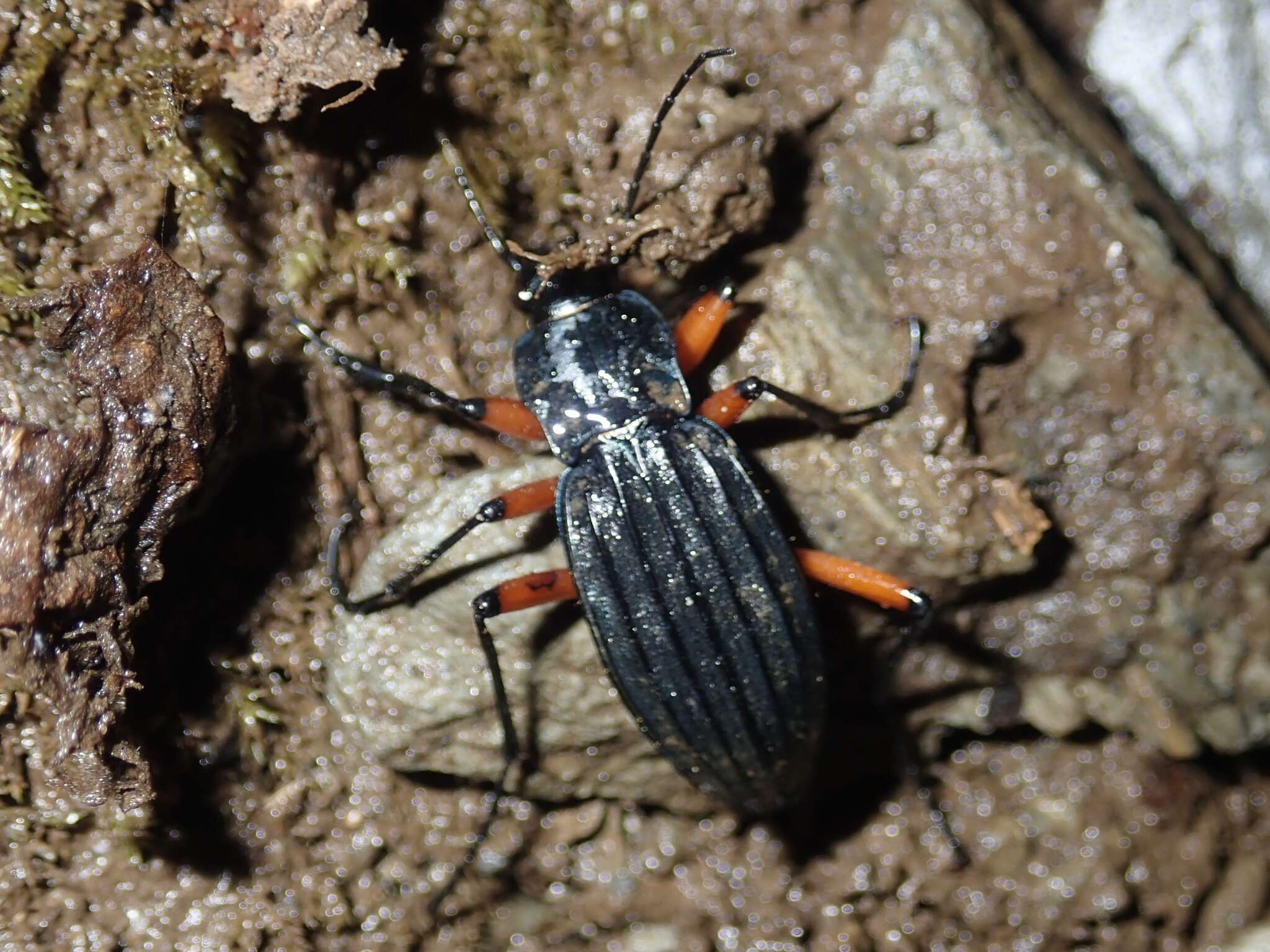 Carabus (Ctenocarabus) galicianus Gory 1839 resmi