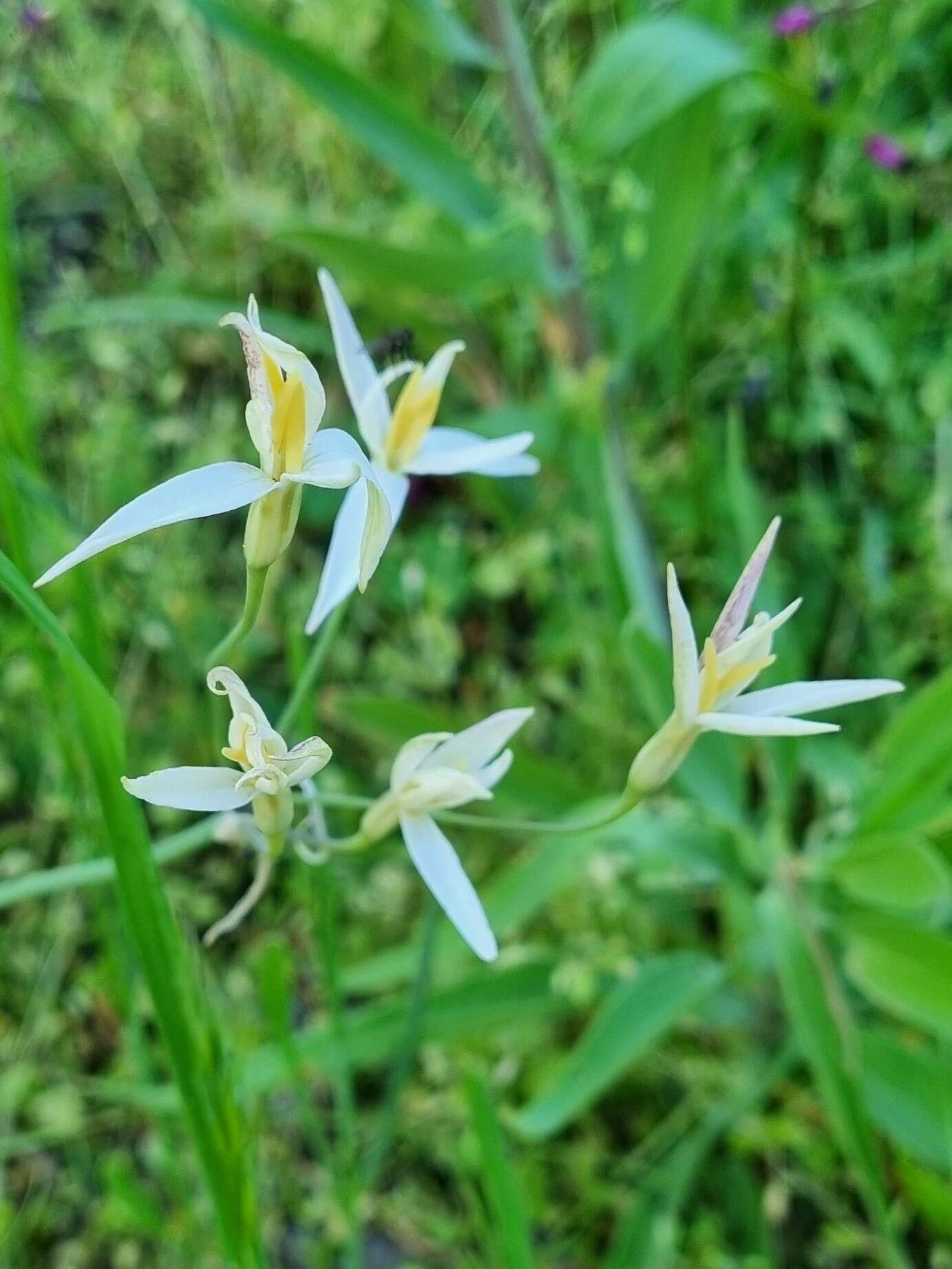 Imagem de Leucocoryne alliacea Lindl.