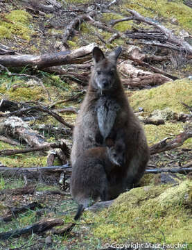 Image of Macropus rufogriseus rufogriseus (Desmarest 1817)