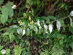 Image of Chiococca phaenostemon Schltdl.