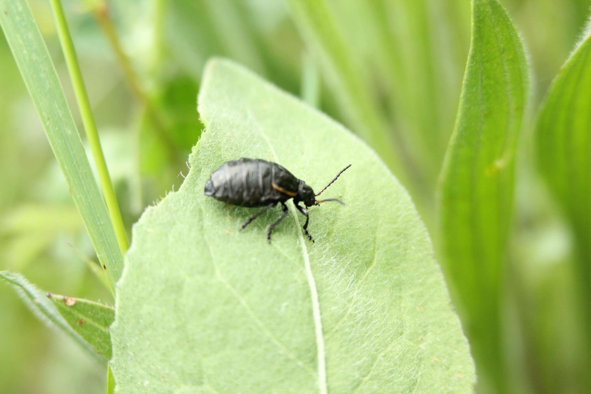 Image of <i>Arima marginata</i>