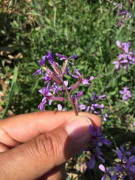 Image of Erysimum purpureum J. Gay