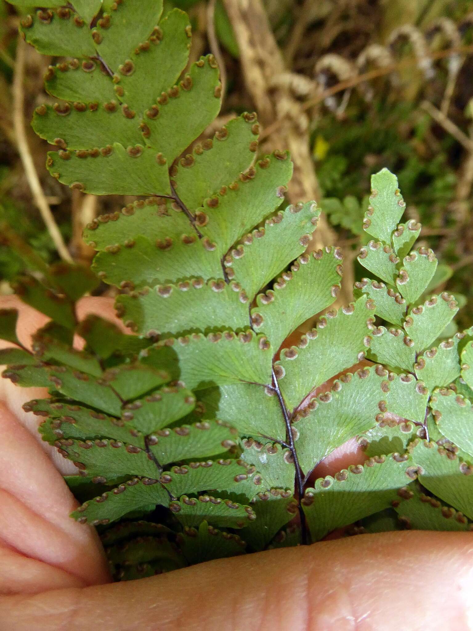 Image of Adiantum fulvum Raoul