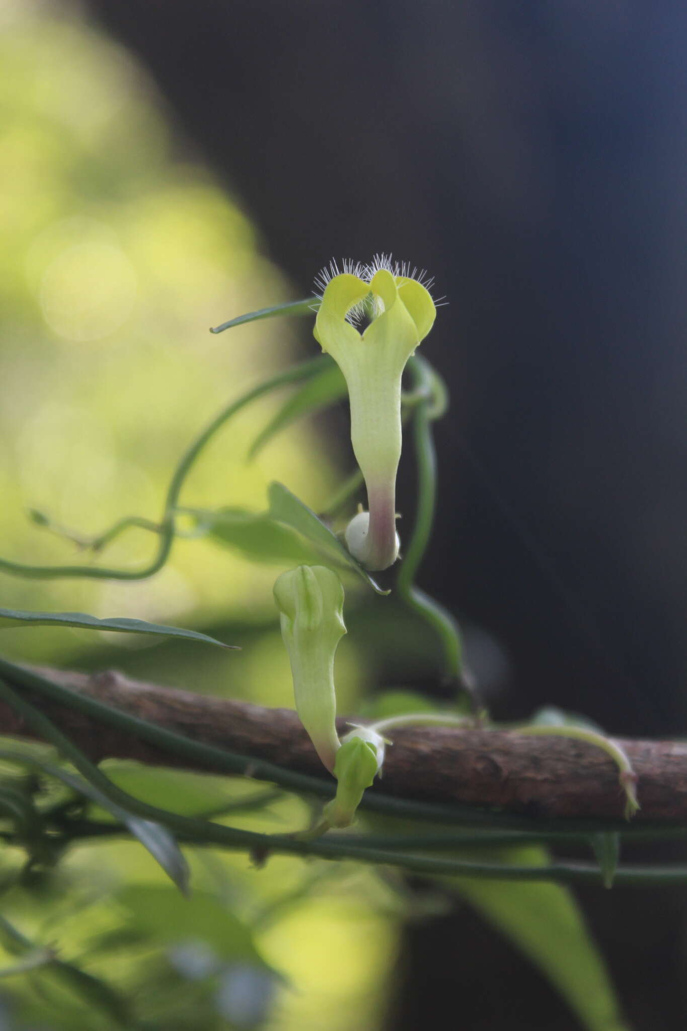 Sivun Ceropegia carnosa E. Mey. kuva