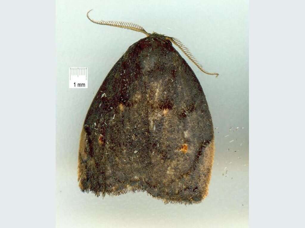 Sivun Hemonia micrommata Turner 1899 kuva