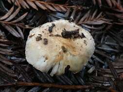 Image of Lepiota rhodophylla Vellinga 2006