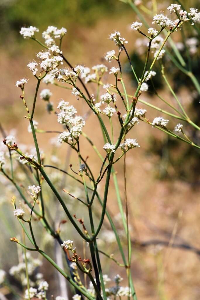 Imagem de Eriogonum elatum var. elatum